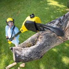 Best Tree Maintenance Programs  in Hamilton, GA